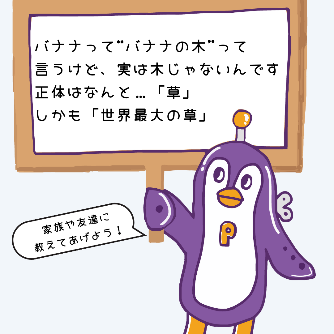 バナナの木は草